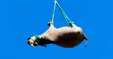 Premios Ig Nobel para rinocerontes colgantes y chicle pegado al piso