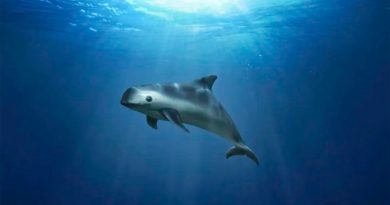 Piden a México responder sobre falta de protección de la vaquita marina