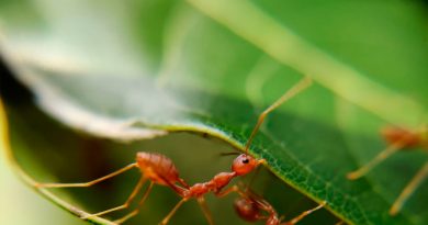 Descubren por qué los dientes de las hormigas son tan afilados