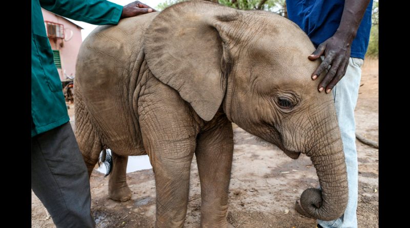 ADN y suerte: la fórmula para reunir a una elefanta huérfana y su mamá