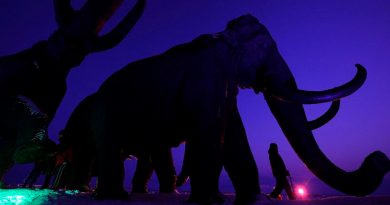 Una empresa va por la des-extinción: quiere de vuelta a los mamuts lanudos