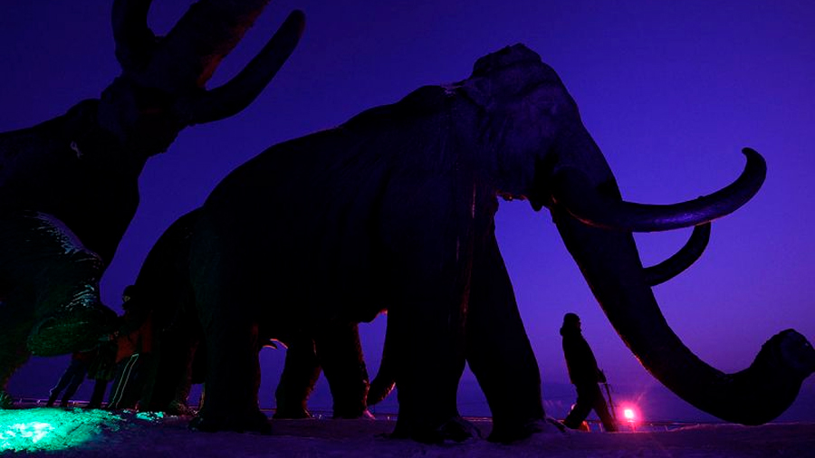 Una empresa va por la des-extinción: quiere de vuelta a los mamuts lanudos