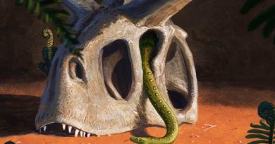 Todas las especies de serpientes vivas se originaron gracias al impacto de un asteroide en la Tierra: científicos