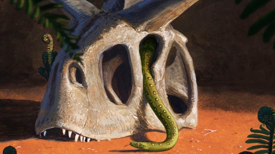 Todas las especies de serpientes vivas se originaron gracias al impacto de un asteroide en la Tierra: científicos