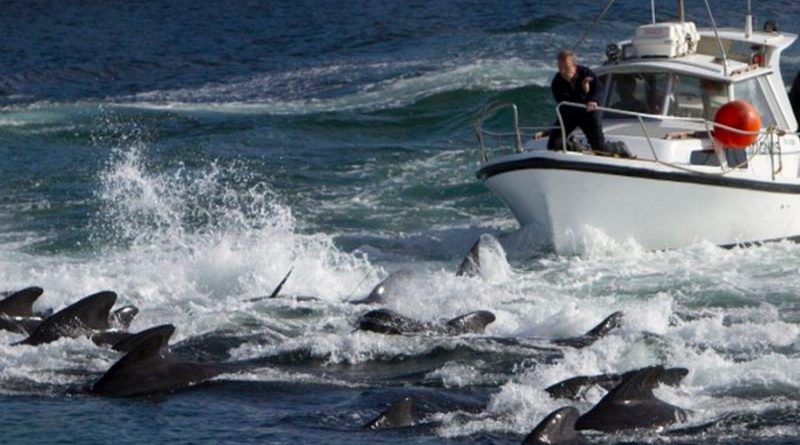 El enojo en las islas Feroe por la matanza "récord" de más de 1.400 delfines en un día