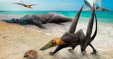 Descubren restos de un ‘dragón volador’ del periodo Jurásico en el hemisferio sur