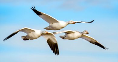 Científicos descubren por qué las aves pueden migrar sin perderse