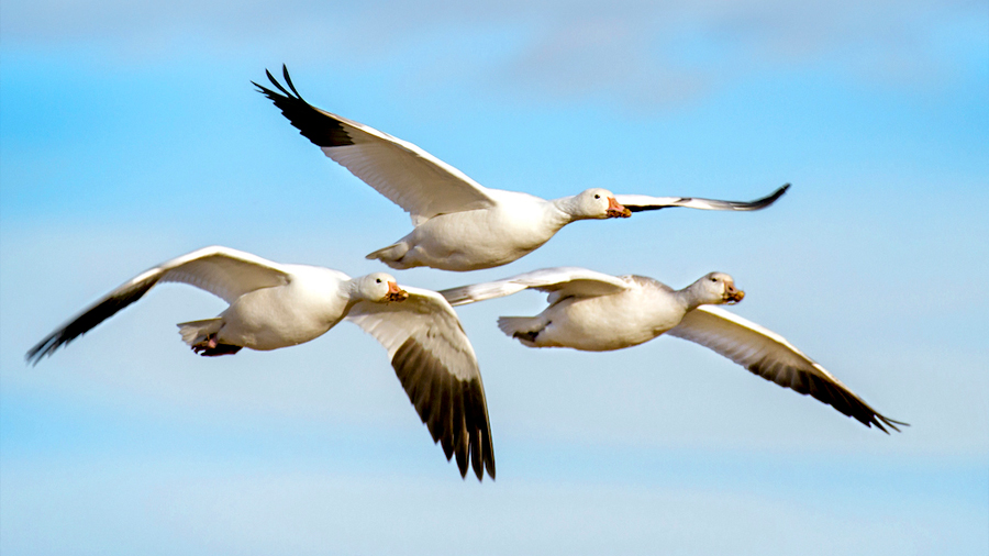 Científicos descubren por qué las aves pueden migrar sin perderse