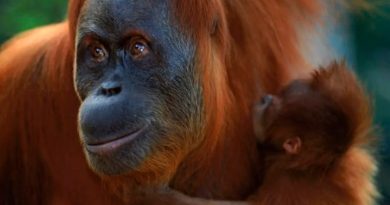 Las madres primates cargan a sus bebés muertos, durante meses, como expresión de duelo
