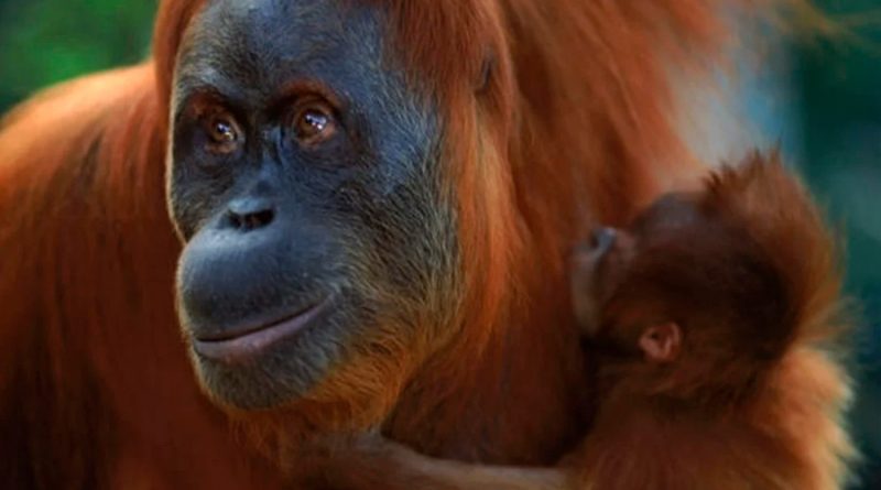 Las madres primates cargan a sus bebés muertos, durante meses, como expresión de duelo