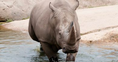 Una hembra de rinoceronte muere ahogada en un zoo al huir de un macho que quería aparearla