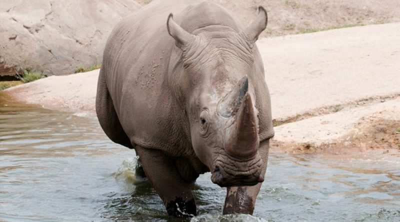Una hembra de rinoceronte muere ahogada en un zoo al huir de un macho que quería aparearla