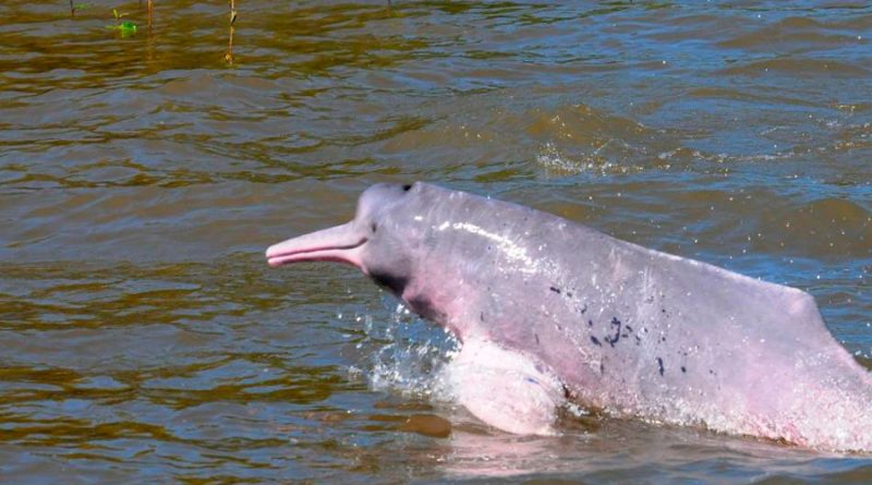 Delfines sudamericanos sobrevivieron a extinción masiva