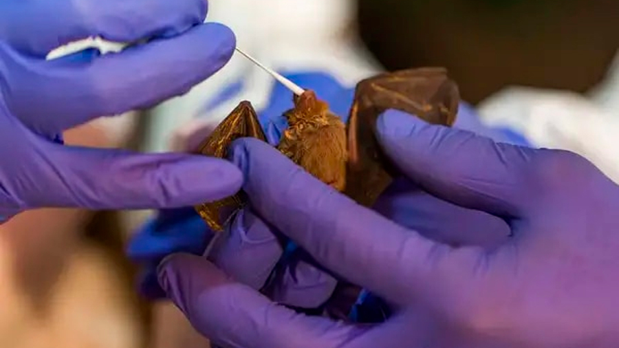 Científicos de Wuhan planearon infectar a murciélagos con coronavirus mejorados año y medio antes del inicio de la pandemia