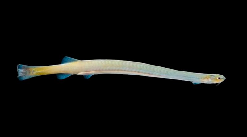Estudio: pez vampiro candiru puede nadar por la uretra de un hombre