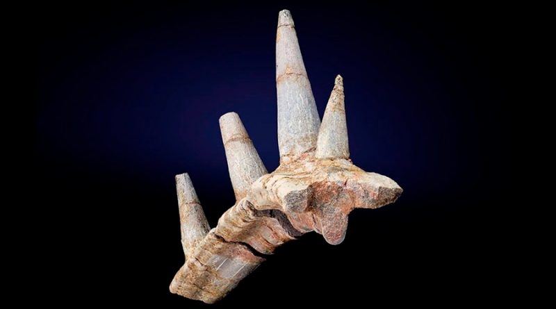 Un collar fósil de púas blindadas revela un dinosaurio nunca visto