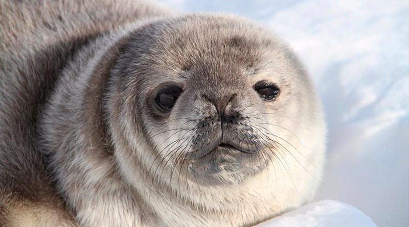 Logran Primera estimación de población de focas en la Antártida por satélite
