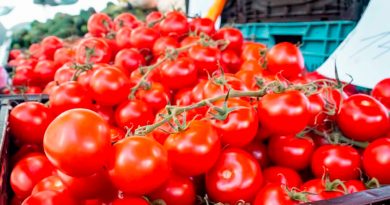 Japón empieza a comercializar el primer tomate con genoma editado en el mundo