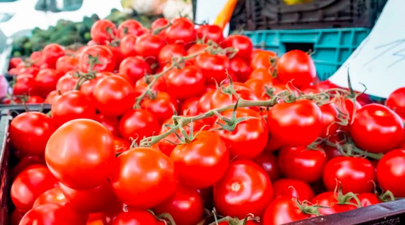 Japón empieza a comercializar el primer tomate con genoma editado en el mundo