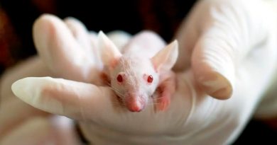 Reprograman el corazón de ratones que habían sufrido un infarto