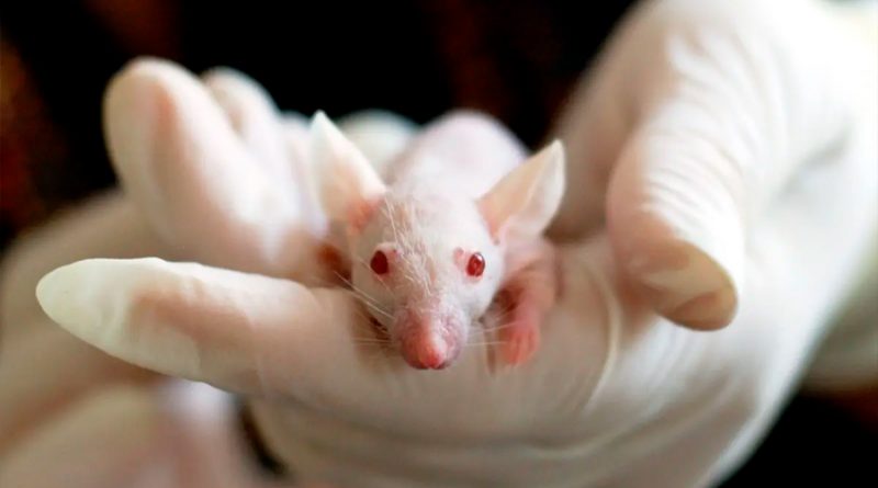 Reprograman el corazón de ratones que habían sufrido un infarto