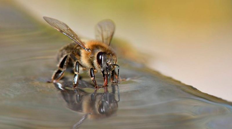 Entrenaron a un grupo de abejas para detectar muestras infectadas con SARS-CoV-2