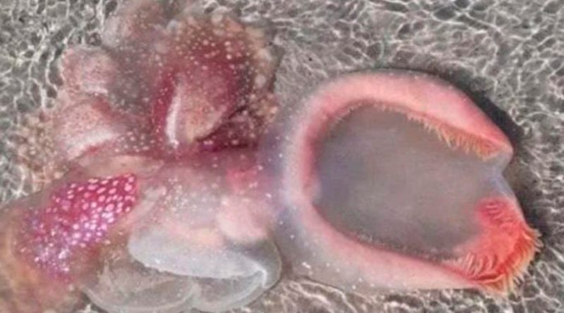 Color rosa y babosa: La extraña criatura marina hallada en Australia