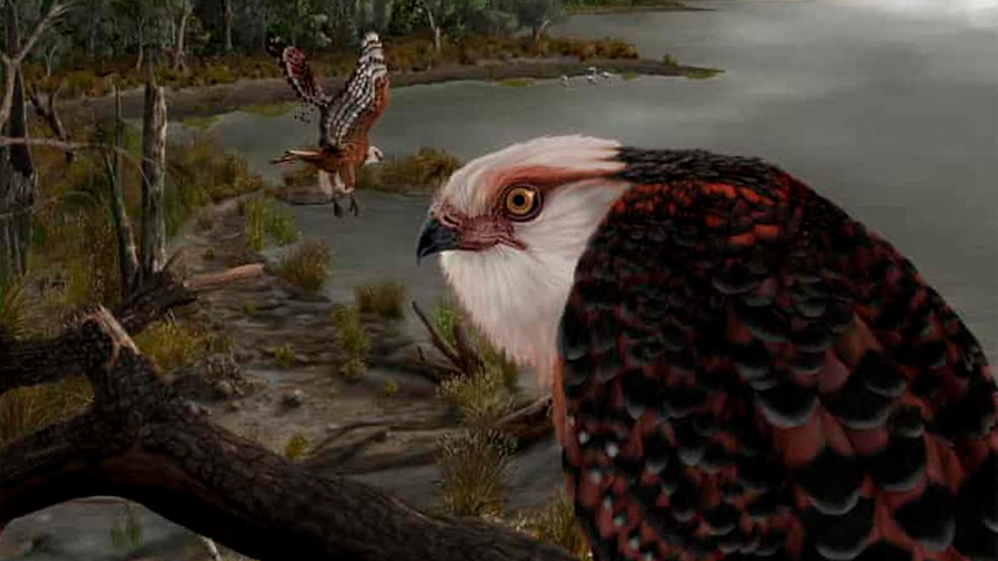 Hallan fósil de la que sería una de las especies de aves rapaces más antiguas