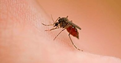 La ciencia explica cómo volverse "invisible" para los mosquitos