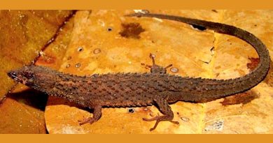 Describen un nuevo género y especie de lagarto en la Amazonia venezolana
