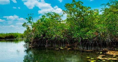 Científicos descubren antiguos manglares en la Península de Yucatán