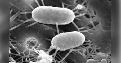 ‘Bacterias come-metales’, la nueva arma de científicos chilenos contra los desechos mineros