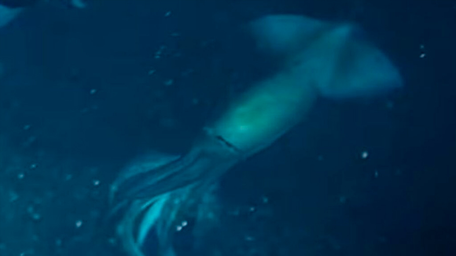 Un equipo de científicos encontró un calamar "mas grande que un humano" [VIDEO]