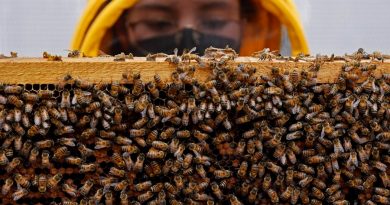 Un superalimento desarrollado en Colombia protege a las abejas de pesticidas