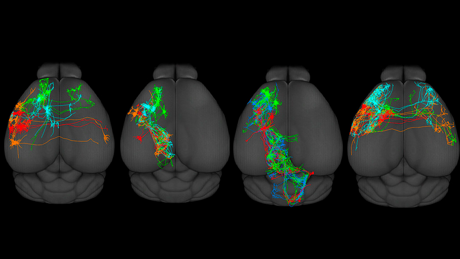 Crean por primera vez un mapa de la corteza motora del cerebro, responsable del movimiento de los mamíferos