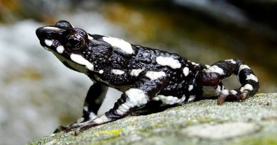 La carrera contra el tiempo para salvar de la extinción a las ranas arlequín en Latinoamérica