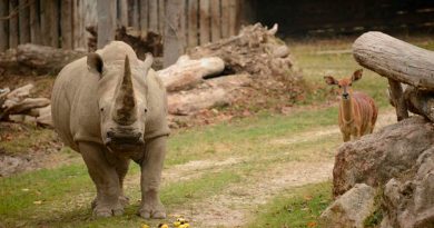 Muere Toby, el rinoceronte blanco más longevo del mundo