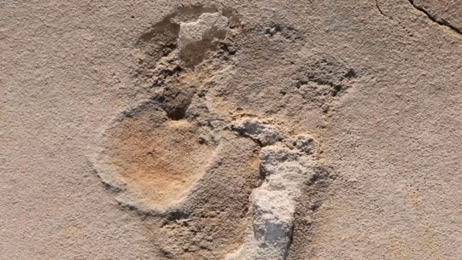 Huellas prehumanas de seis millones de años descubiertas en Creta
