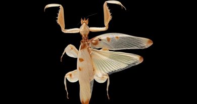 Mantis con aspecto de flor, una belleza mortífera