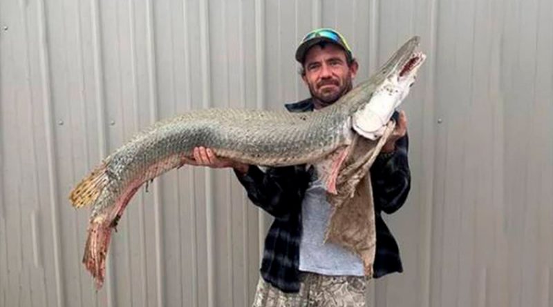 Pescador captura un pez cocodrilo considerado como un “fósil viviente”