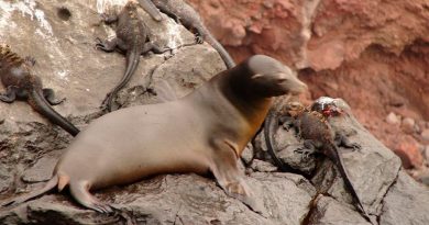 Un lobo marino de las Galápagos apareció en las costas de México