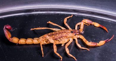 Descubren restos del escorpión más grande del mundo mide más de un metro de largo