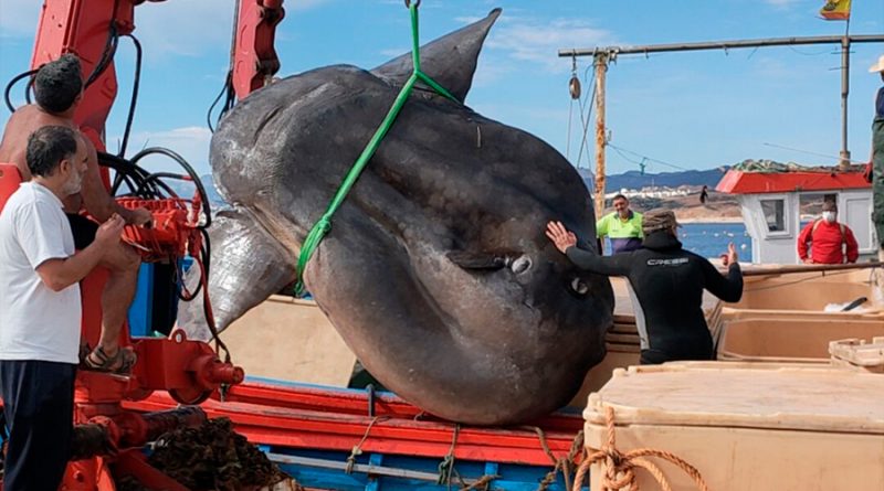 Hallado un pez luna descomunal de más de mil kilos en aguas de Ceuta