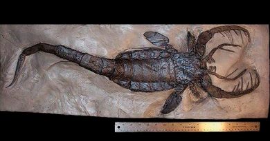 Descubren en China un antiguo escorpión marino de un metro de largo