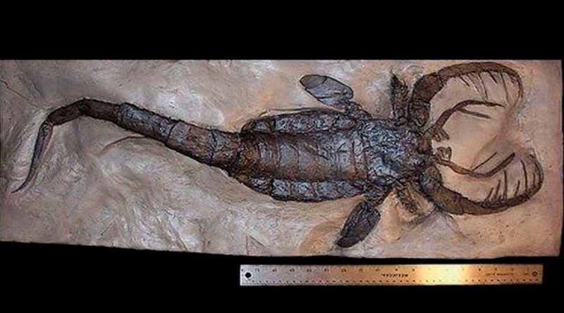 Descubren en China un antiguo escorpión marino de un metro de largo