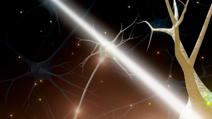 Las enfermedades neurodegenerativas impiden generar nuevas neuronas