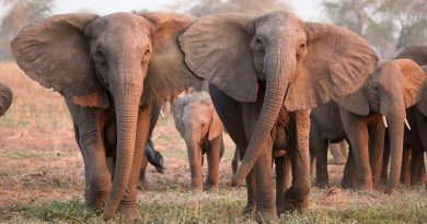 La caza furtiva propicia la evolución de elefantes sin colmillos, según estudio