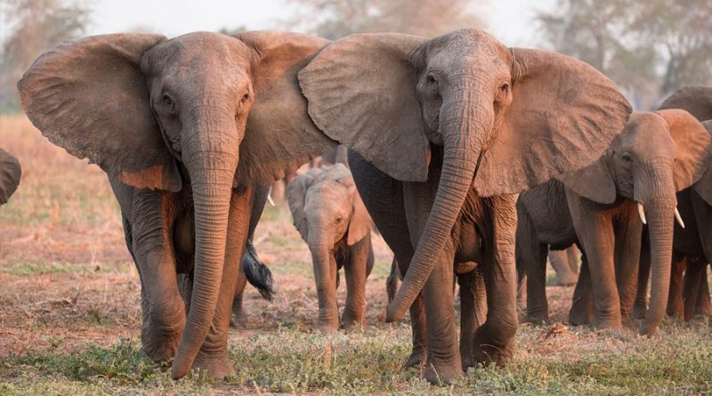 La caza furtiva propicia la evolución de elefantes sin colmillos, según estudio