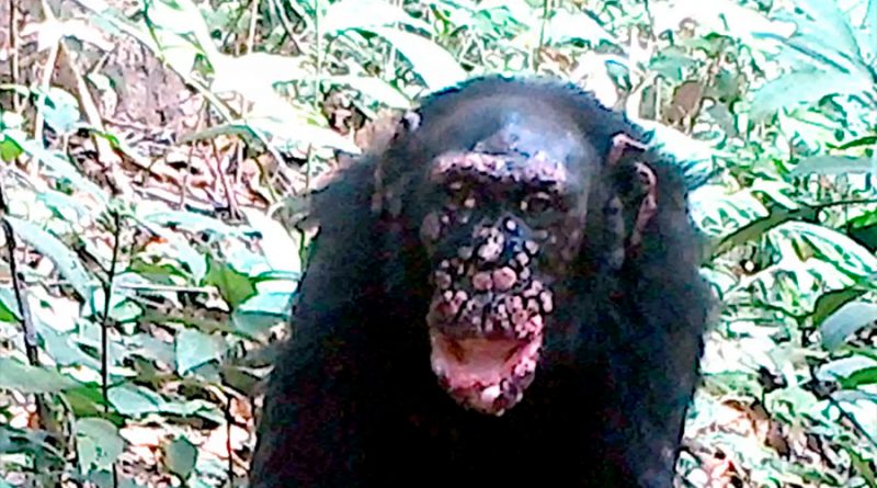 Confirman casos de lepra en chimpancés salvajes