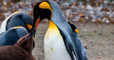 El pingüino emperador se podrá adaptar al calentamiento global